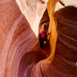 a close up of a horse